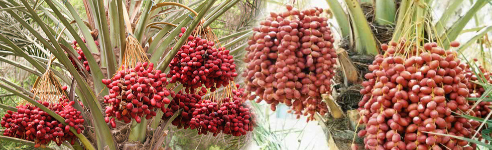 Fresh Dates,Farm Fresh Dates,Yellow Dates Exporter in Bhuj,Gujarat