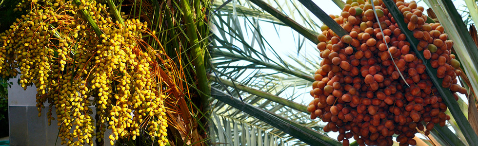 Fresh Dates,Farm Fresh Dates,Yellow Dates Exporter in Bhuj,Gujarat