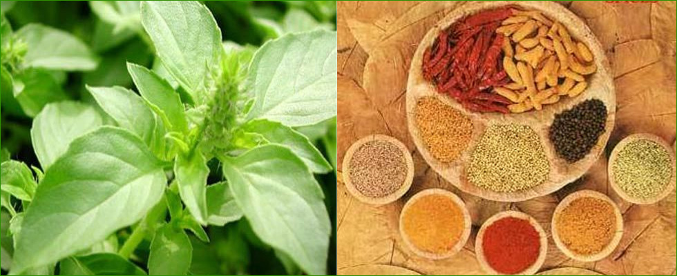 Herbal Extracts Manufacturers In Delhi