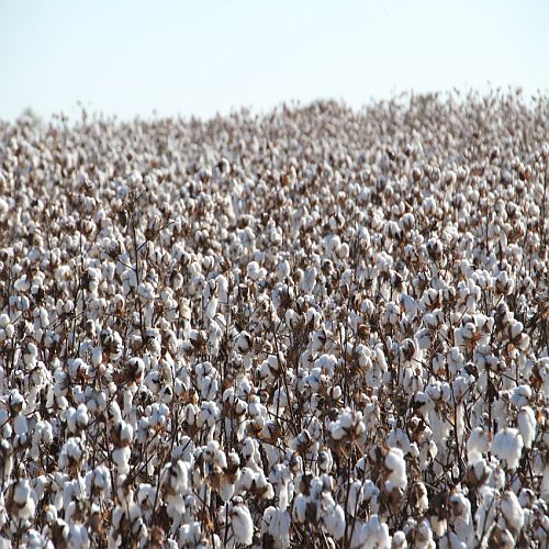 Raw Cotton Natural Raw Cotton White Raw Cotton Suppliers Indore raw-cotton-natural-raw-cotton-white-raw-cotton-suppliers-indore