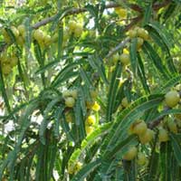 Dry Amla Dry Amla