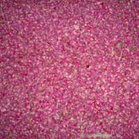 Dry Rose Petals (02)