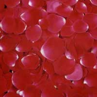 Dry Rose Petals (03)