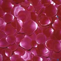 Dry Rose Petals (04)