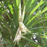 Indian Attar Indian Attar
