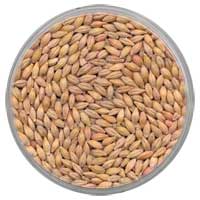 Food Grains Food Grains