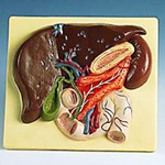 Anatomical Models