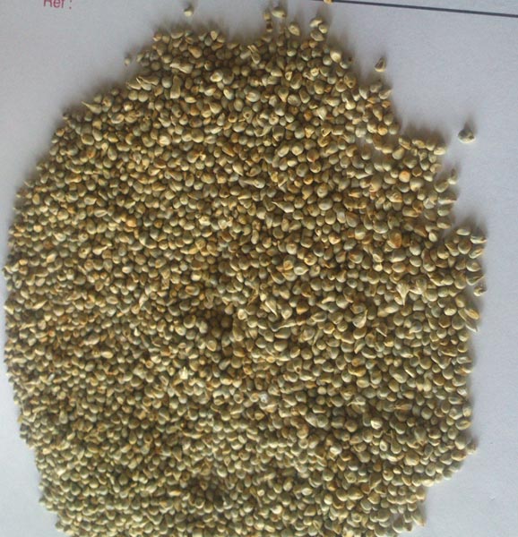 pearl millet seeds pure pearl millet seeds hybrid pearl pearl millet seeds pure pearl millet seeds hybrid pearl