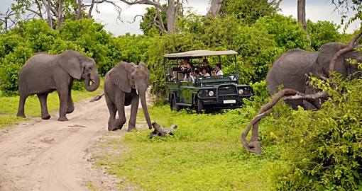 Game Drives Tour Packages