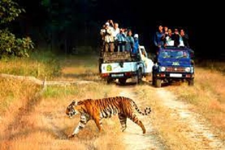 Wildlife Tour Packages