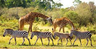 Wildlife Tour Packages