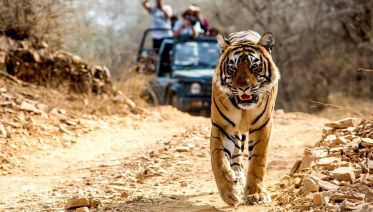 Game Drives Tour Packages