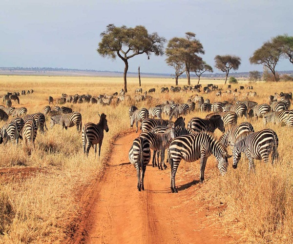 Game Drives Tour Packages