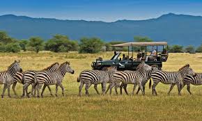 Game Drives Tour Packages