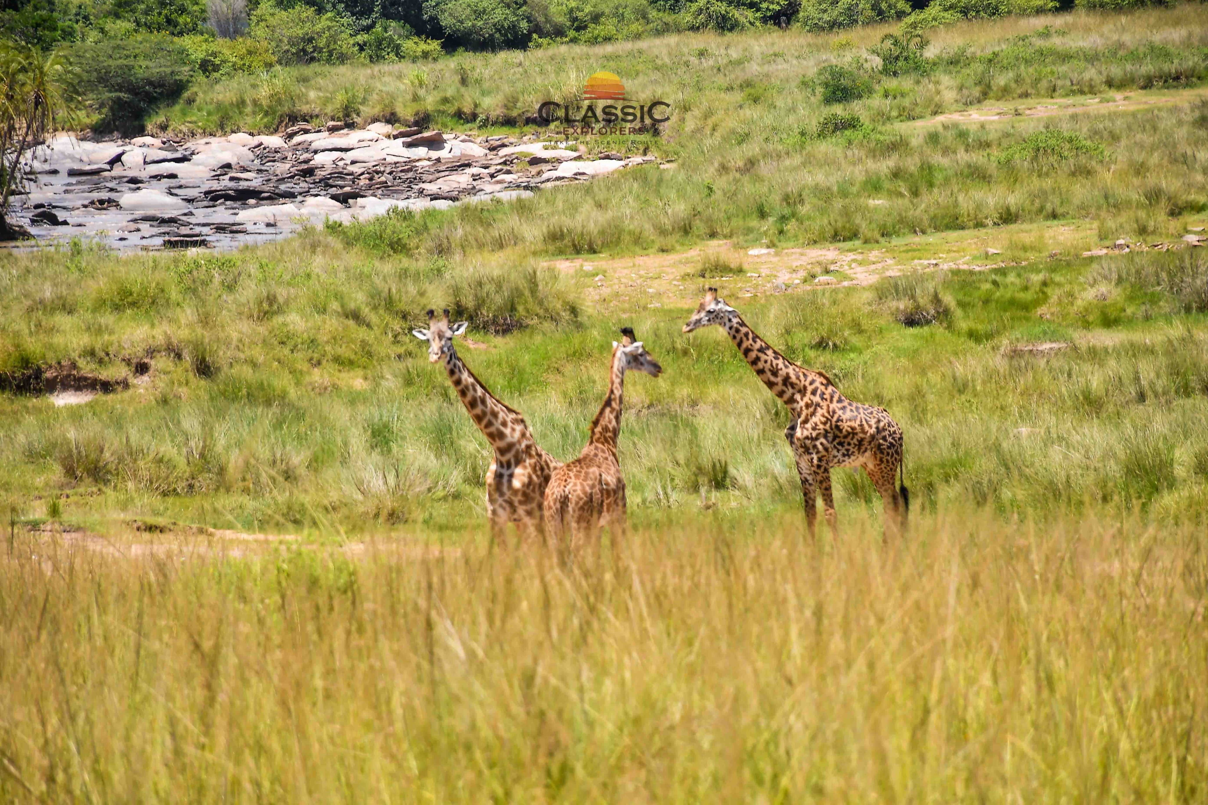 Masai Mara Tour Packages