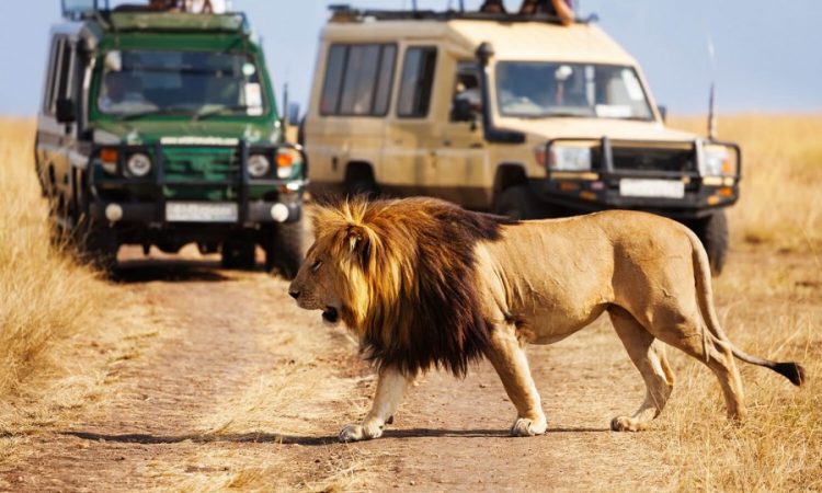 Jungle Safari Tour Packages