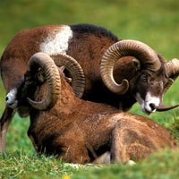 Wildlife Safaris Wildlife Safaris