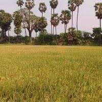 Important Tips to Keep in Mind When Purchasing Agricultural Land for Sale in Haryana