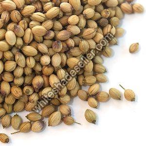 Coriander Seeds: The Most Flavoured And Favoured Condiment In Indian Kitchens