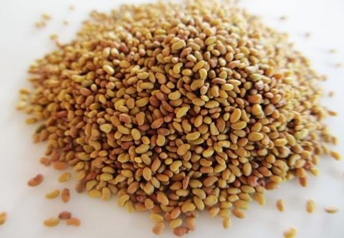 Alfalfa Seeds – Export is Increasing Gradually