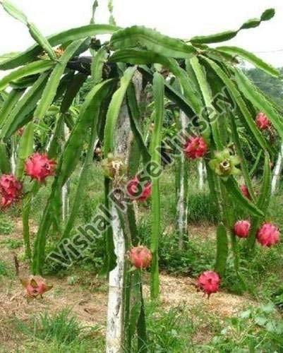 Mistakes to avoid when growing Red dragon fruit plant at home