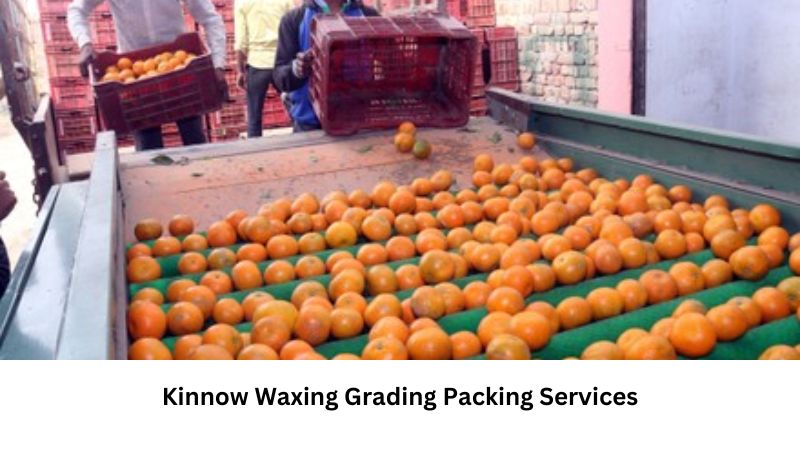 Kinnow Waxing Grading Packing Services For Attractive and Fresh Produce