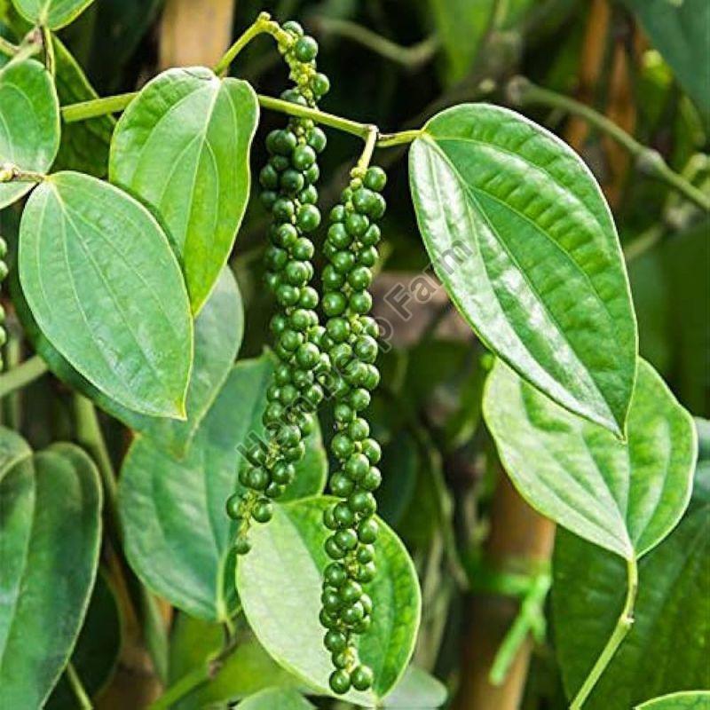 The Role of a Quality Black Pepper Plant Supplier in Spice Farming Success
