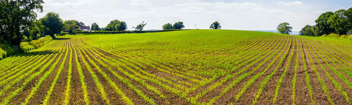 Looking for Agricultural Land Near Bangalore? Here\'s Everything You Must Know