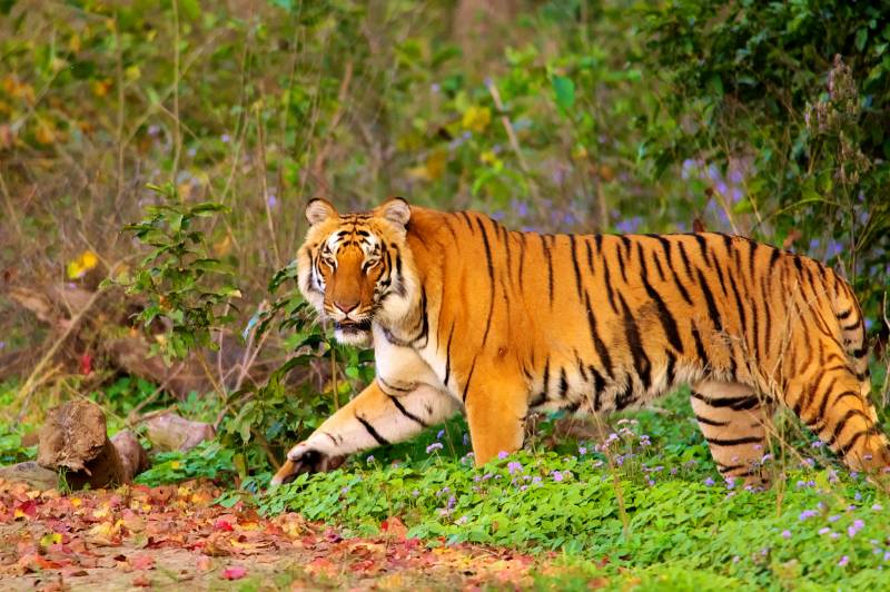 3 Step Guide To Plan Your Trip To Jim Corbett National Park