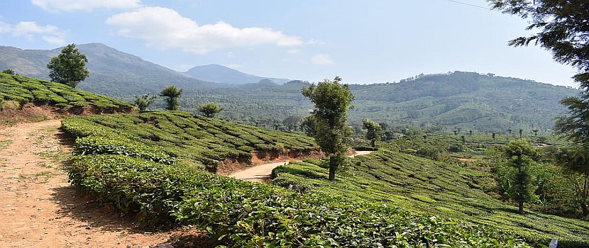 Book Travel Packages to Munnar- For Convenient Yet Affordable Tour