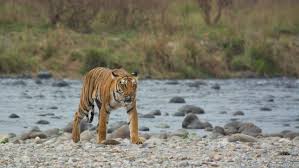 Top Reasons To Visit Jim Corbett National Park