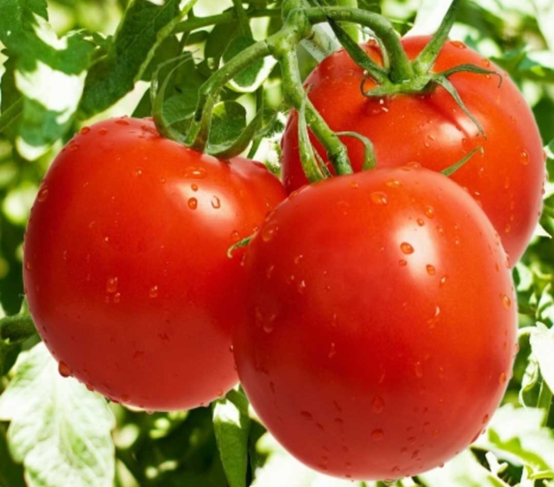 Benefits of Tomatoes in Your Daily Diet?