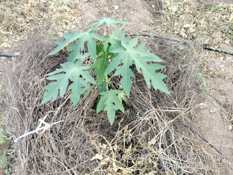 Our bundle mulching technique