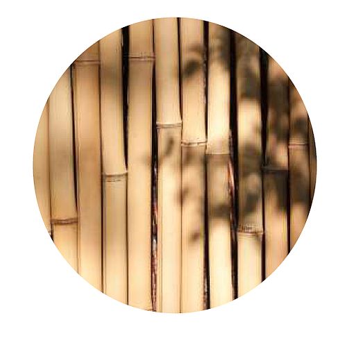 Bamboo