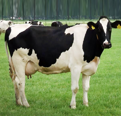 Indian Hf Cow