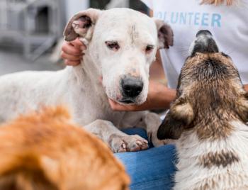 Animal Welfare