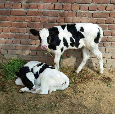 Vijay Dairy Farm Vijay Dairy Farm