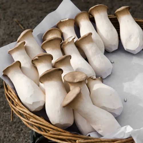 AMM Mushroom Gram Udhyog