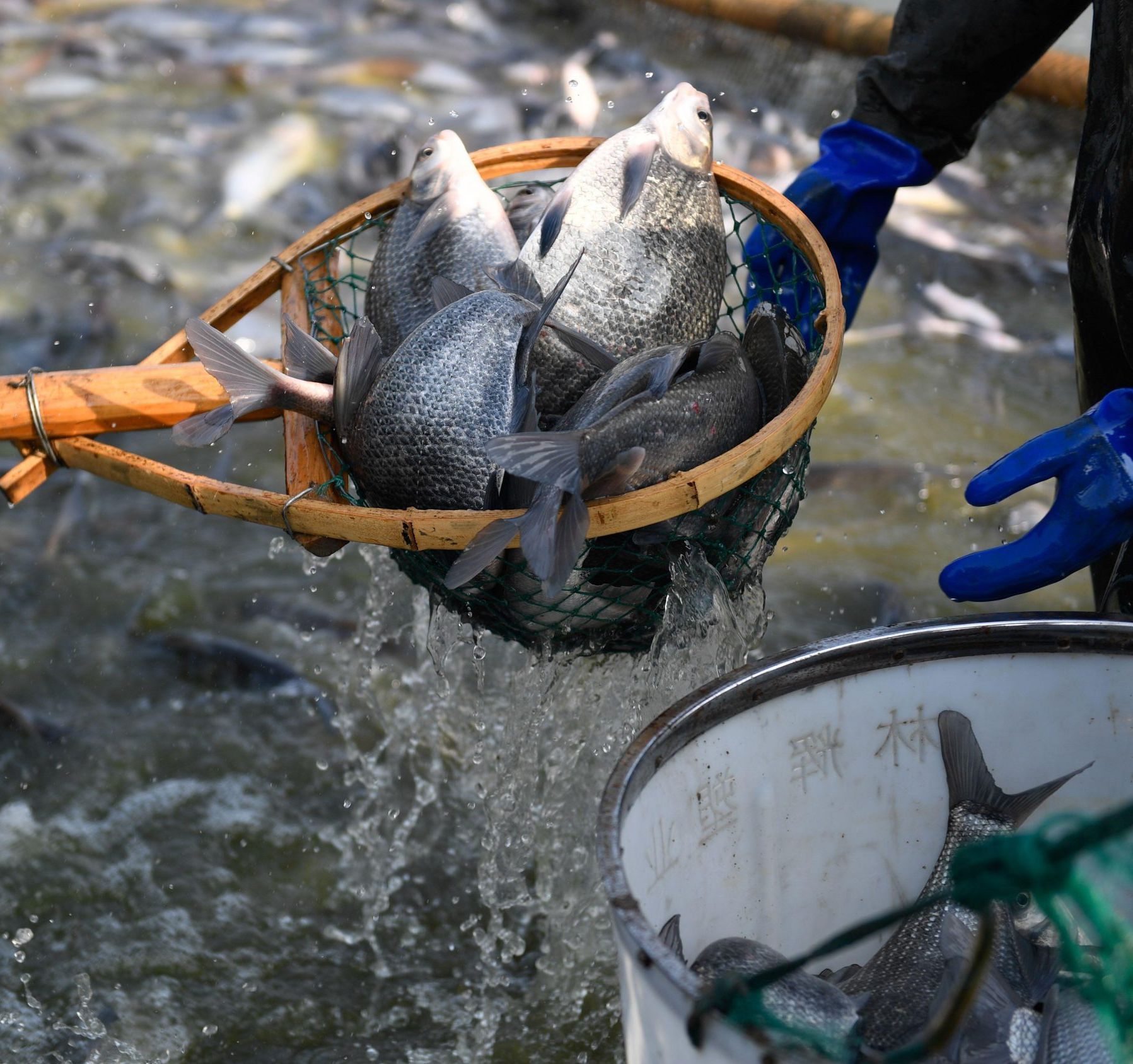 Aquaculture Industry