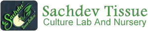 Sachdev Tissue Culture Lab And Nursery
