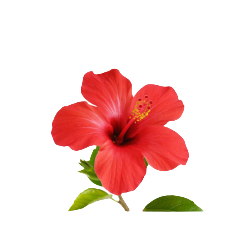 Hibiscus Flower