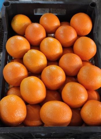 Fresh Fruits