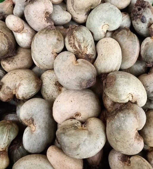 Raw Cashew Nuts