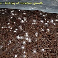 Mycelium Run