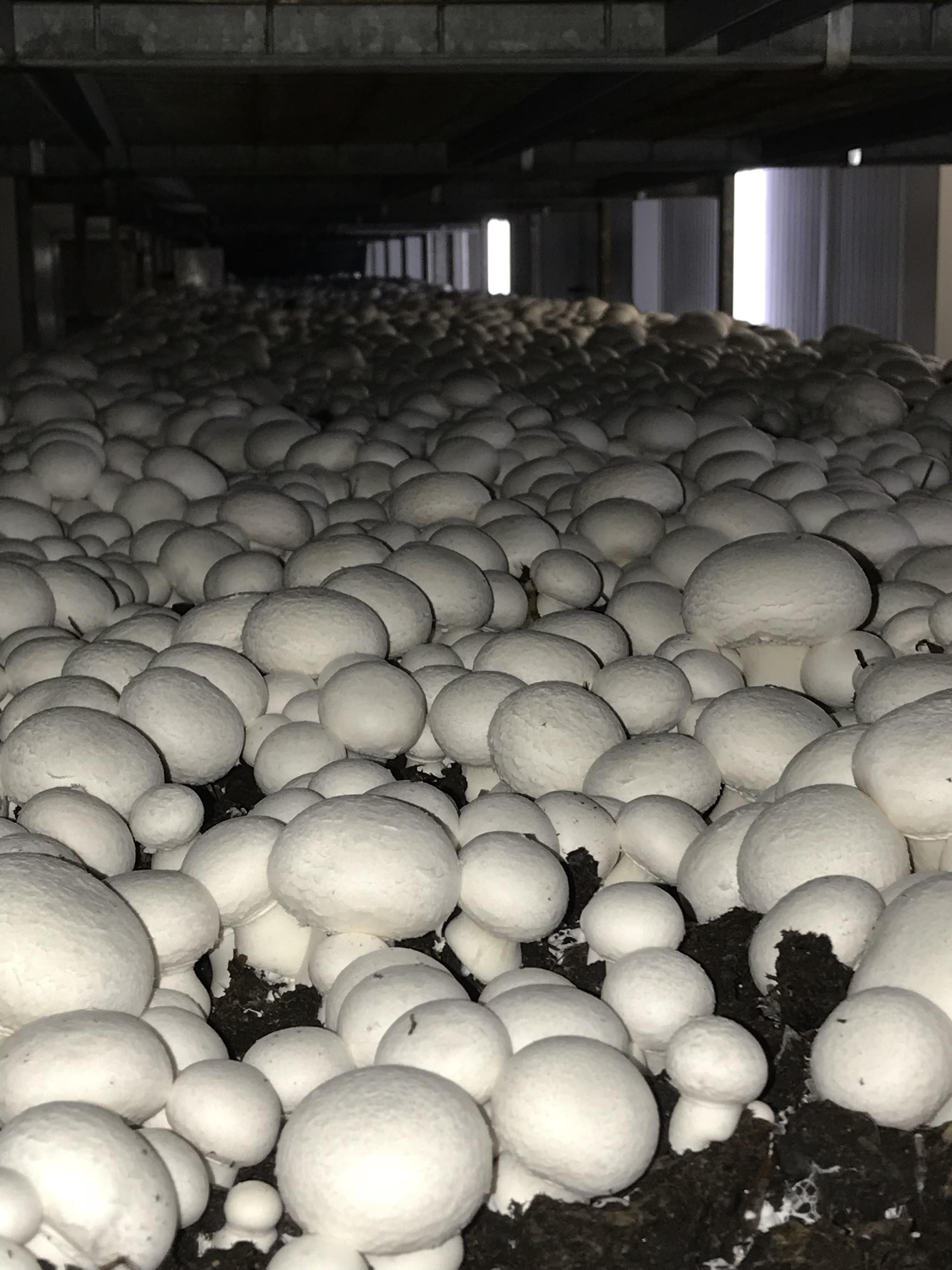 Growned Mushroom