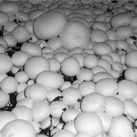 Mushroom 01