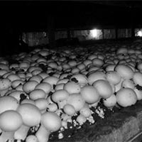 Mushrooms On Bed 02