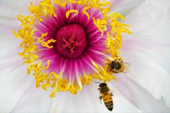 Myth 6: All Bees Make Honey