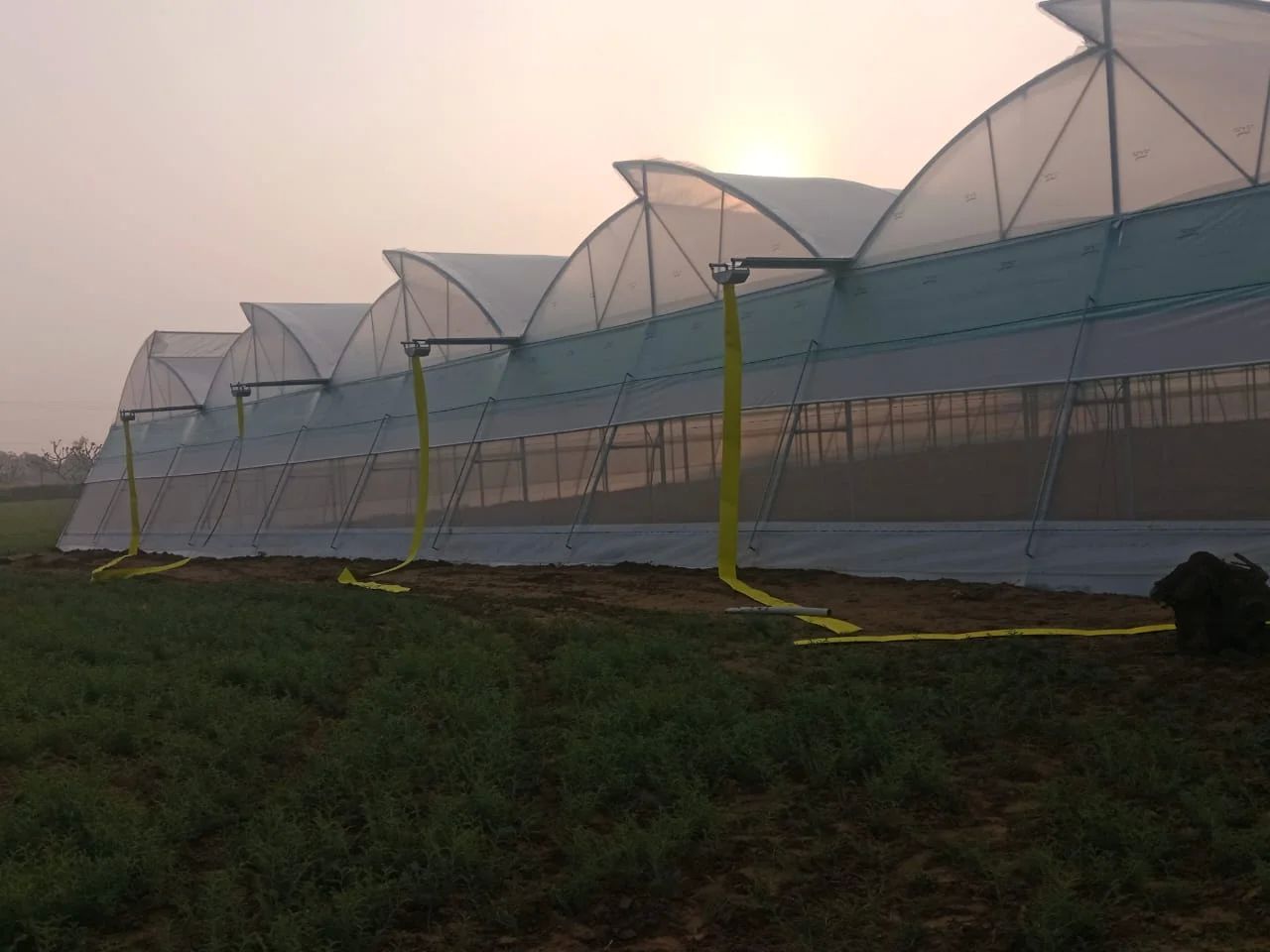 Naturally Ventilated Polyhouse - Sikar Rajasthan India