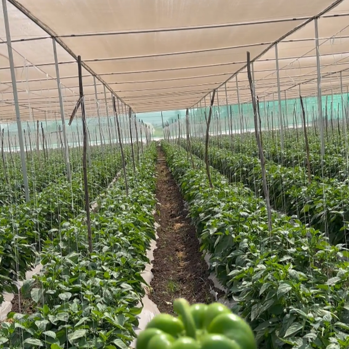 Navigating the Future of Agriculture